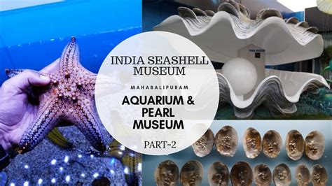 India Seashell Museum Mahabalipuram Aquarium And Pearl Museum Part 2