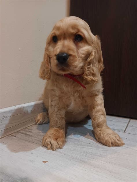 Cocker Spaniel Szczeniak Gotowy Do Odbioru Gostynin Olx Pl