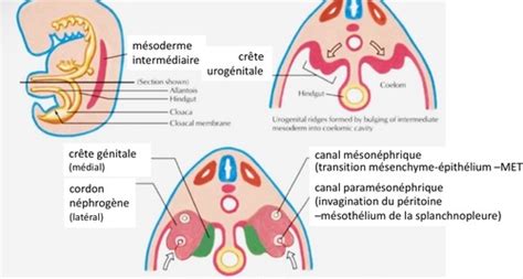 D Veloppement Du Syst Me Urinaire Flashcards Quizlet