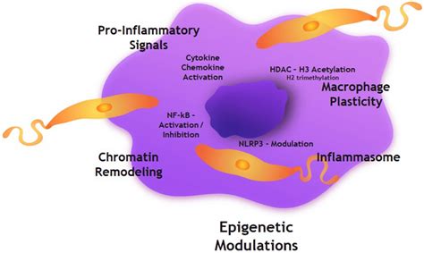 Epigenetic Manifestations During Leishmania Infectionsepigenetic