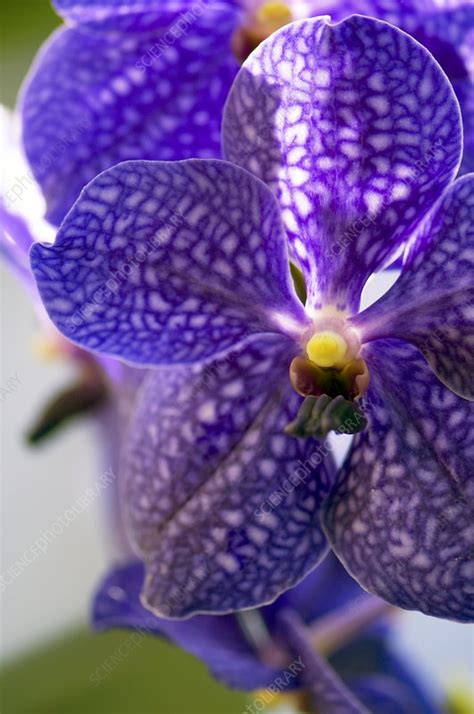 Blue Vanda Orchid - Stock Image - C006/8229 - Science Photo Library