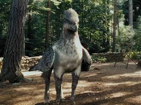 Buckbeak The Hippogriff Wiki Harry Potter Amino