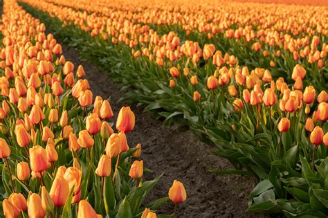 Visit Roozengaarde At The 2022 Skagit Valley Tulip Festival In 2022 Skagit Valley Tulip