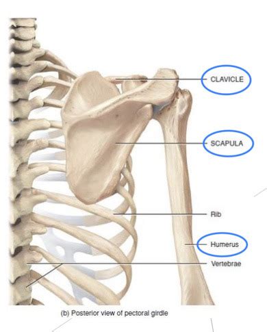 Shoulder Kines Lab Practical Flashcards Quizlet