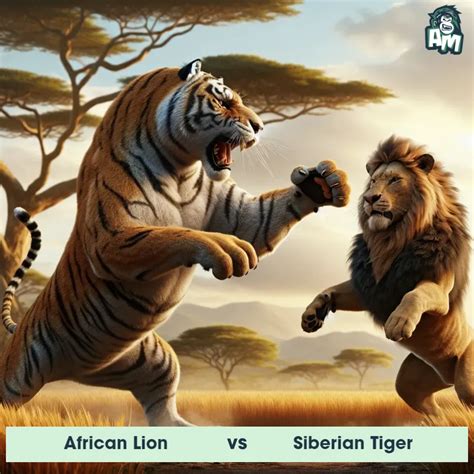 African Lion vs Siberian Tiger: See Who Wins | Animal Matchup