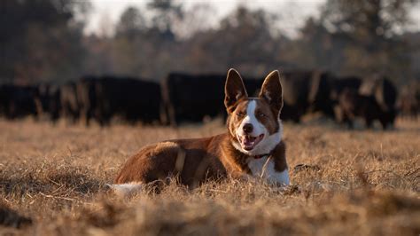 Farm Dog of the Year | American Farm Bureau Federation