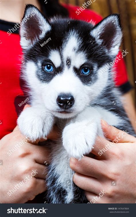 Siberian Husky Puppy Blue Eyes Stock Photo 147647804 - Shutterstock