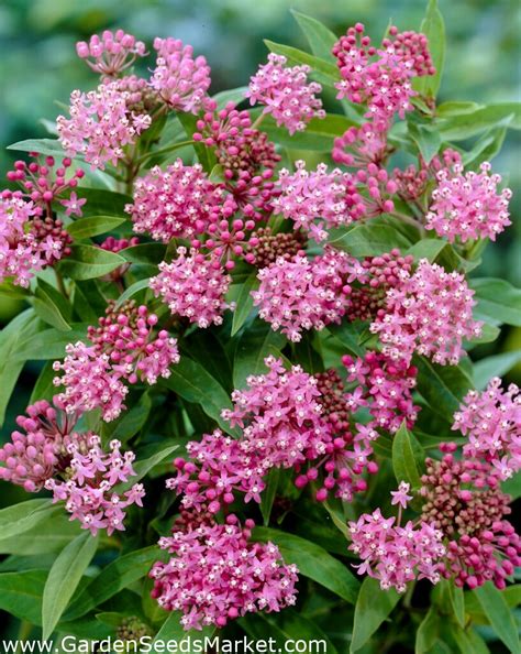 Swamp Milkweed Seedling