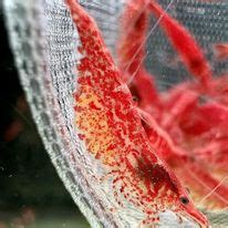 Cherry - Shrimp Hub - Singapore Shrimp Speciality Shop