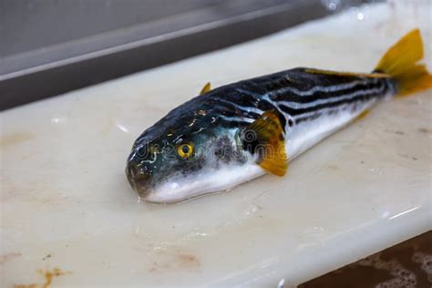 Pufferfish is Cooked by a Japanese Chef with a Special License Stock Photo - Image of license ...