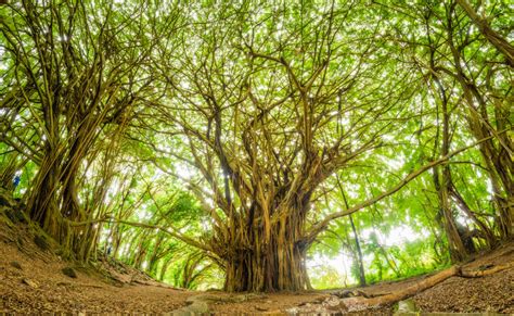 The Real Highlight of Wailuku River State Park (Hint: It's Not a ...