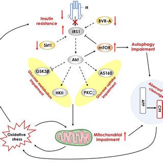 Schematic Representation Of Insulin Signaling Pathway With