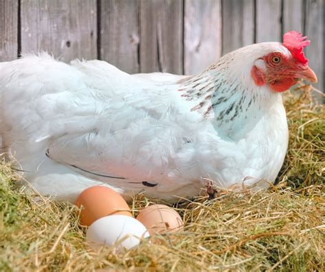 How Chickens Lay Eggs