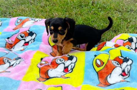 Adopt Dachshund Puppies - Adopt Dogs & Cats on PuppiesNation