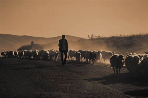 Why Do Sheep Need A Shepherd Sheepcaretaker