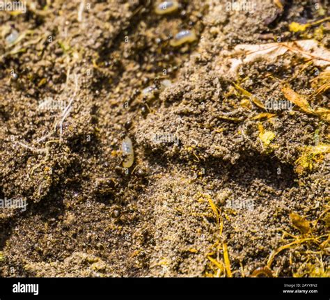 Ant Tunnel Hi Res Stock Photography And Images Alamy