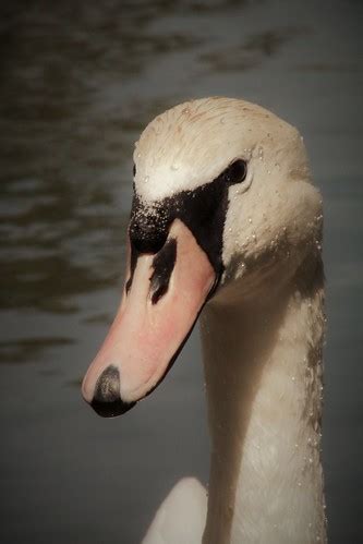 Earlswood Lakes Surrey Viscountess Vicky Saunders Flickr