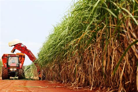 O Enfraquecimento Das Lavouras Tradicionais De Cana De Açúcar