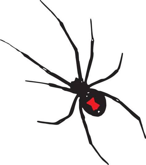 Albums 90 Pictures Black Widow Spider Clip Art Excellent