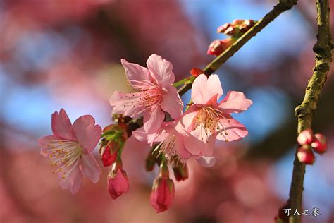 2024嘉義【樟樹湖河津櫻王】最新花況，茶園山景風光明媚 可人之家