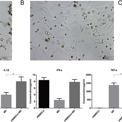 Morphology Of Rat Macrophages Under Different Culture Conditions And