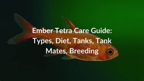 Ember Tetra Care Guide Types Diet Tanks Tank Mates Breeding