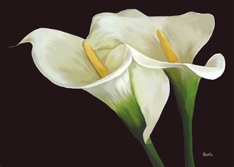 Calla Lillies Painted In Flower Painting Calla Lillies