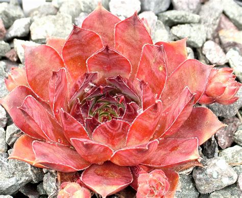 Sempervivum Adelmoed Kallima Alpines All