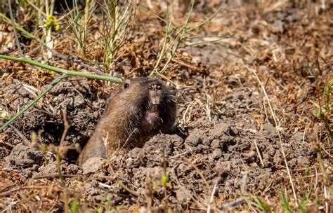 The Gophers Digging Behavior Burrows Tunnels Chambers And Problems