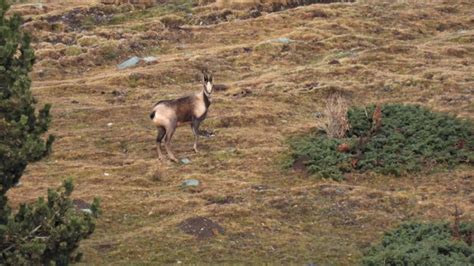 Descubre La Ruta De Los Rebecos Y Las Marmotas