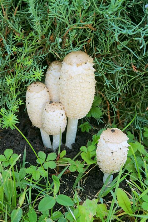 All About Shaggy Mane Coprinus Comatus Mushroom Mushroom Appreciation