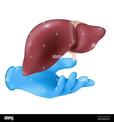 Concepto De Rgano M Dico Realista Con Una Mano En Un Guante De Goma