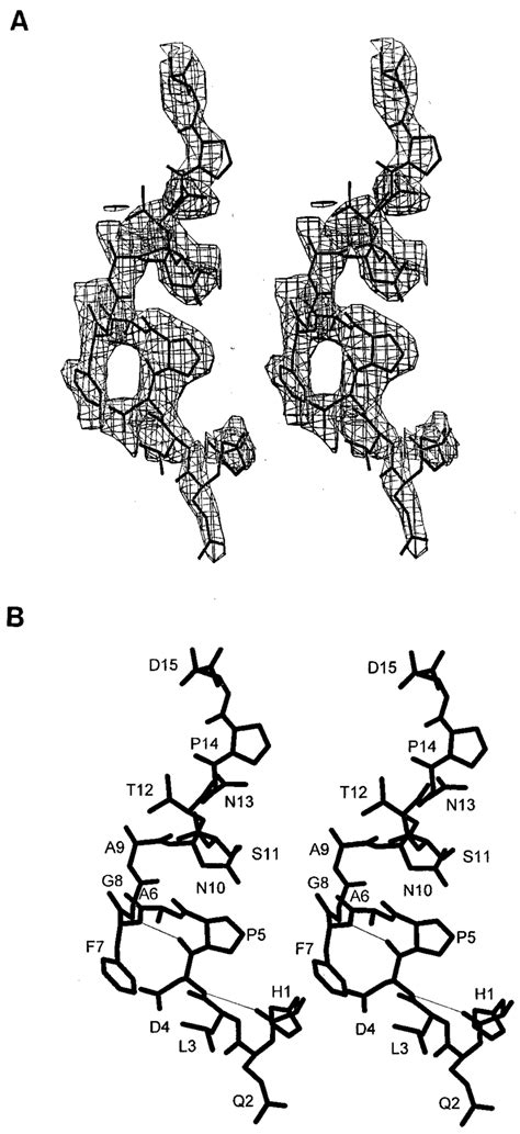 Structure Of The Peptide Ps1 A The Stereoscopic Drawing Of The 2fo Fc