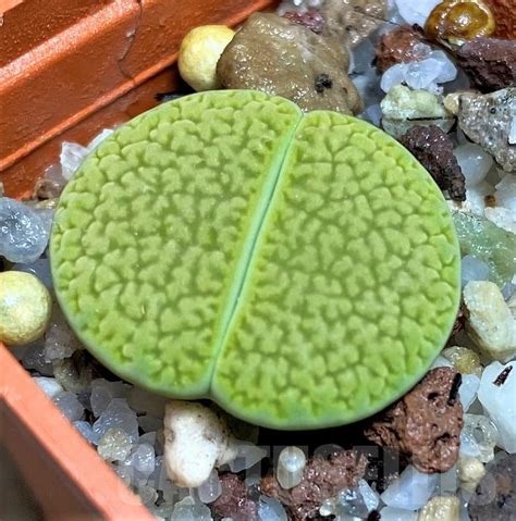 SHPR23176 Lithops hookeri v dabneri Annarosa Кактус онлайн