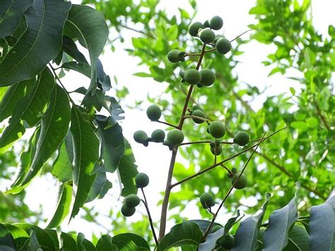 Photo Of The Fruit Of Soap Berry Sapindus Mukorossi Posted By