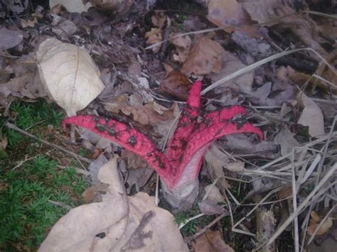 Okratek Australijski Clathrus Archeri Grzyb Niejadalny