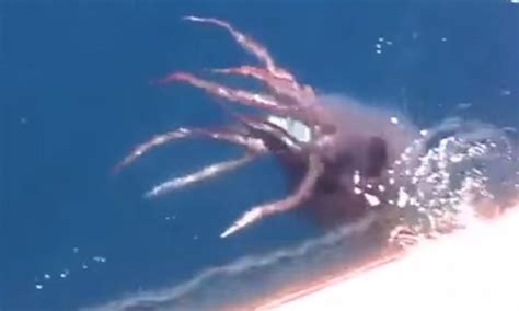 Viral Rare Giant Squid Caught On Camera The Epoch Times