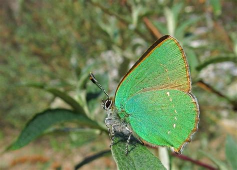 Green Hairstreak Callophrys Rubi