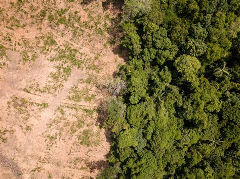 Desmatamento Na Amaz Nia Cresce Em E Bate Recorde Dos Ltimos