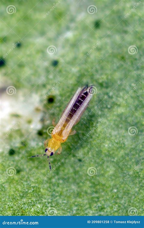 Thrips Tabaci Order Thysanoptera on Damaged Plant Stock Photo - Image ...