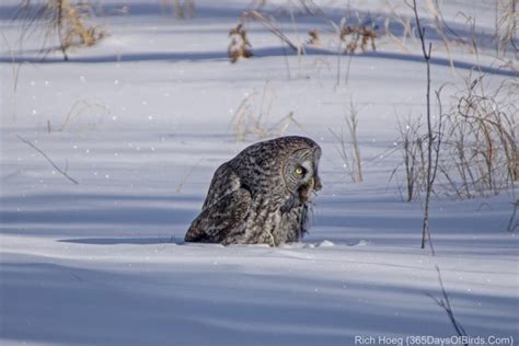 Great Gray Owl Snow Impact! - 365 Days of Birds