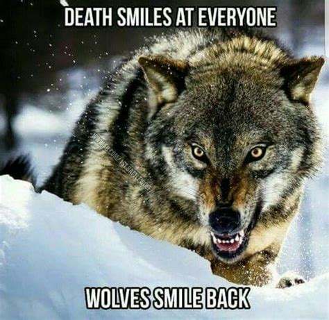 Wolf Qoutes Wolf Pack Quotes Lone Wolf Quotes Angry Wolf Wolf