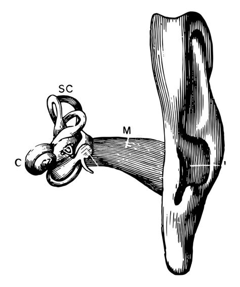 Auditory Apparatus Stock Illustrations 348 Auditory Apparatus Stock Illustrations Vectors