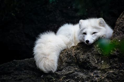 Arctic Fox Facts | Description, Size, Diet, Hibernation, and More ...