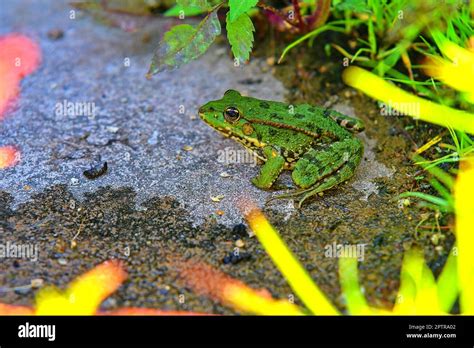 Green Water Frog Rana Lessonae Close Up Selective Focus On Head