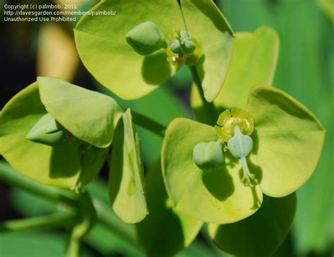 plantfiles pictures euphorbia species spurge euphorbia lambii