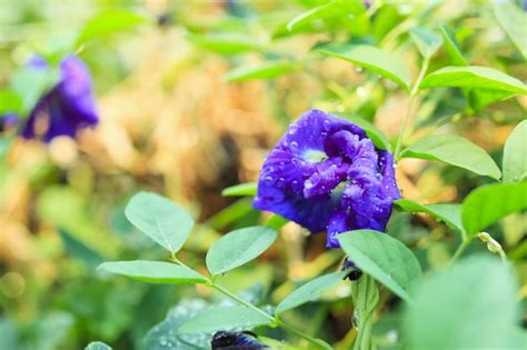 Fechar A Flor De Ervilha Borboleta Azul No Jardim Foto Premium