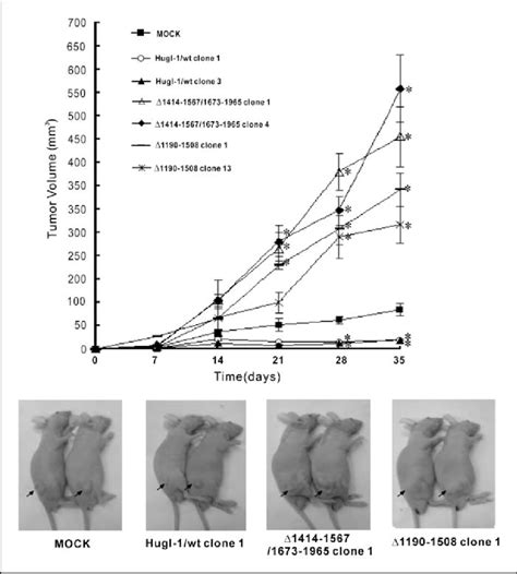 Tumorigenicity Assay In Nude Mice The Volume Of Tumors From The Nude