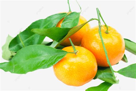 Mandarina Con Hojas Verdes Aisladas En Hoja Blanca Png Belleza