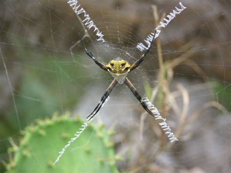 Yellow Garden Spider Texas Pin On It S A Bug S Life The Spider